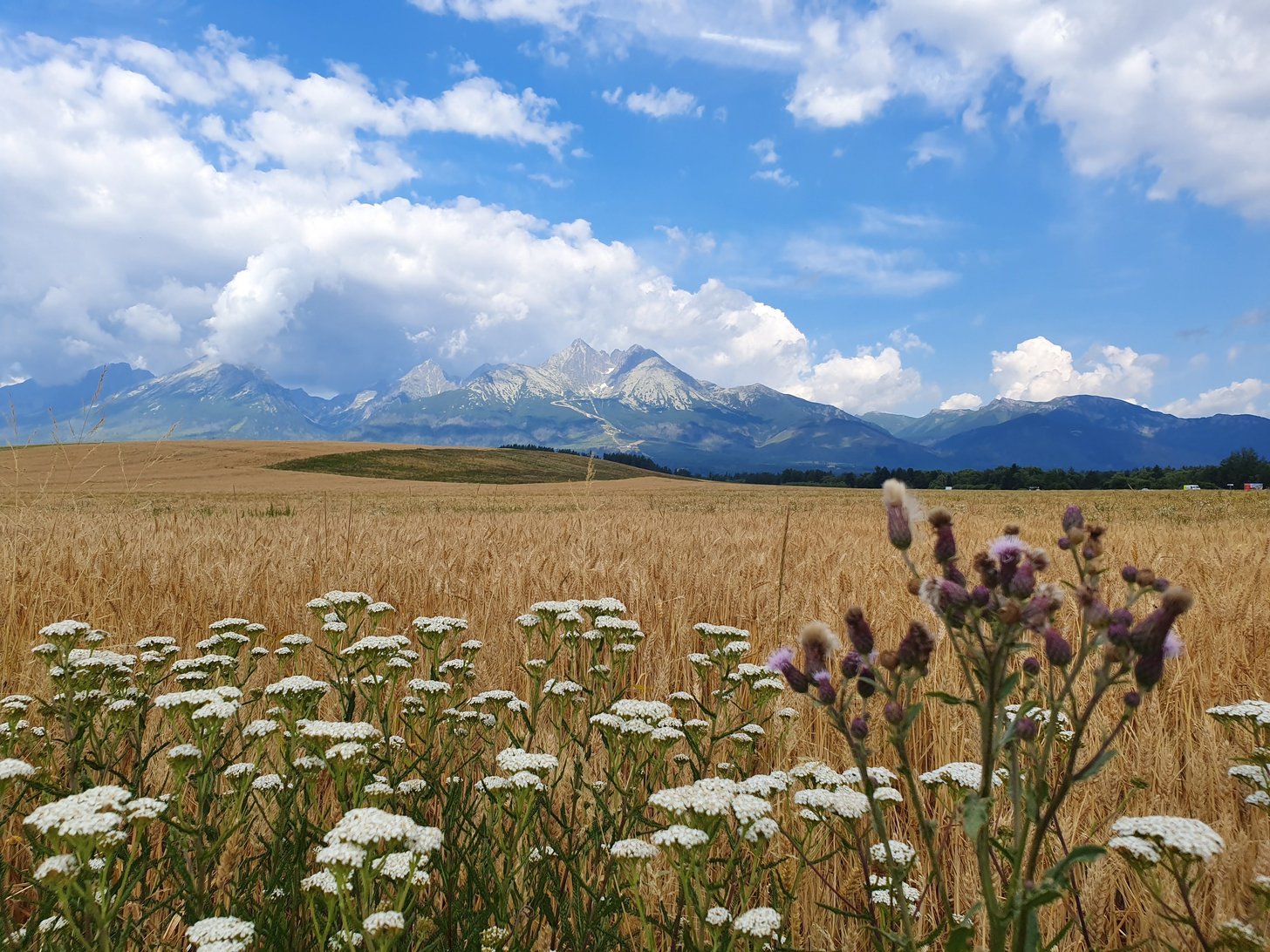 Letní příroda s loukou a výhledem na Vysoké Tatry